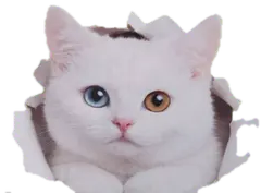 น้องพูล
