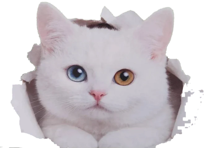 น้องพูล